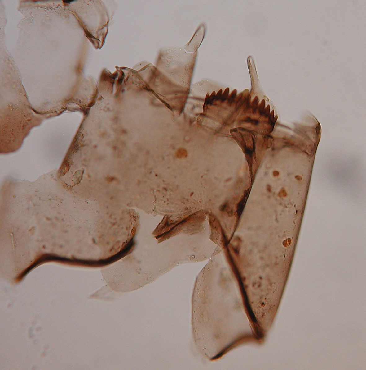 Larve einer Zuckmücke. Die Verbreitung dieser Mikrofossilien in Seesedimenten gibt Auskunft über vergangene Temperaturen. © Oliver Heiri, Universität Bern.