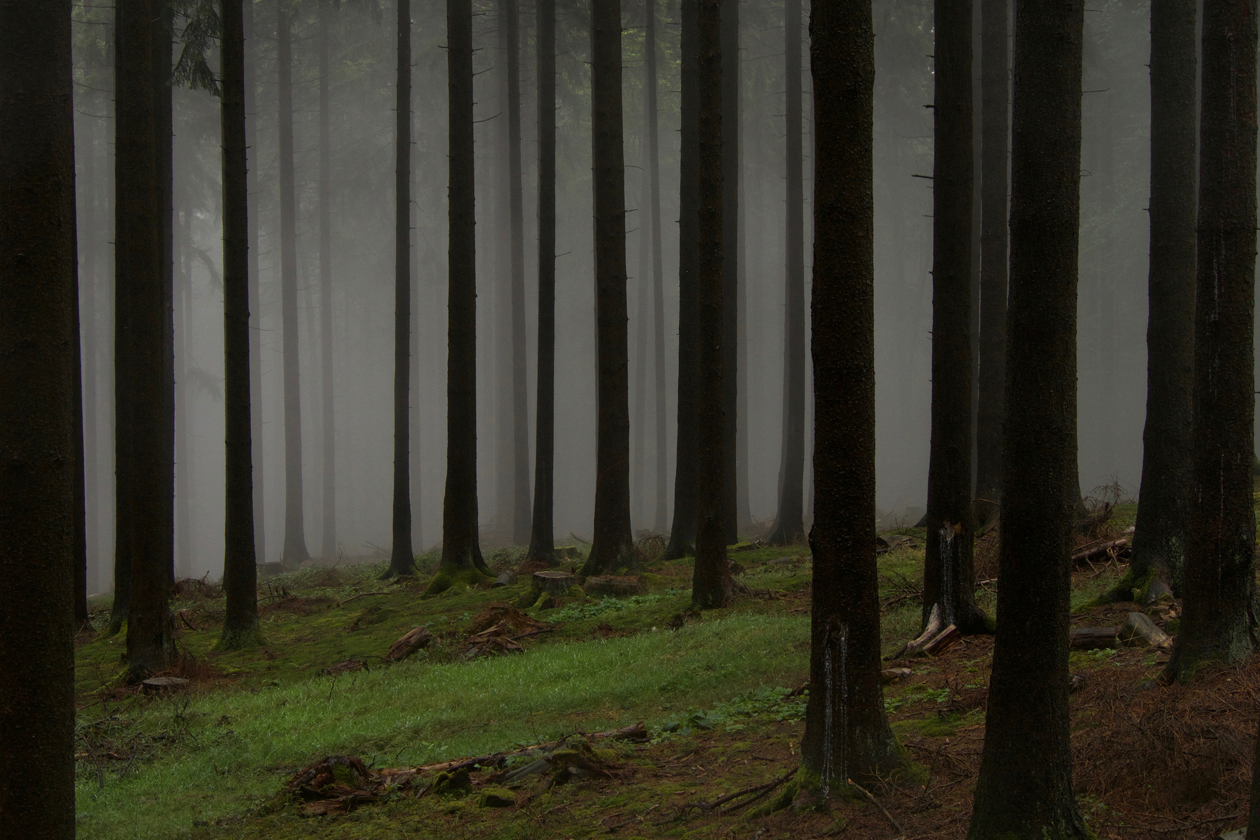 Fichtenwald (Picea abies). Nadelwälder werden häufig zur Holzproduktion genutzt und haben eine niedrige strukturelle Hererogenität (vertikal und horizontal).  © Springer Nature, Bild: Peter Manning