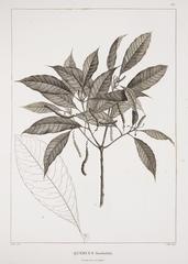 Eiche (Quercus Humboldtii)