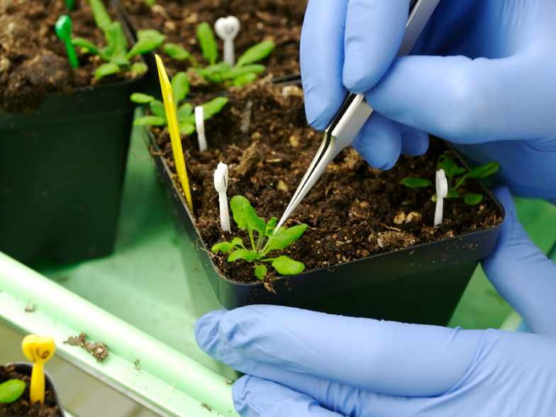 Forschung/Pflanze/Setzling/Hanschuhe/Pinzette