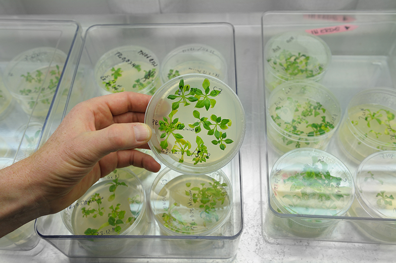 Forschung/Labor/Pflanzen/Petrischalen