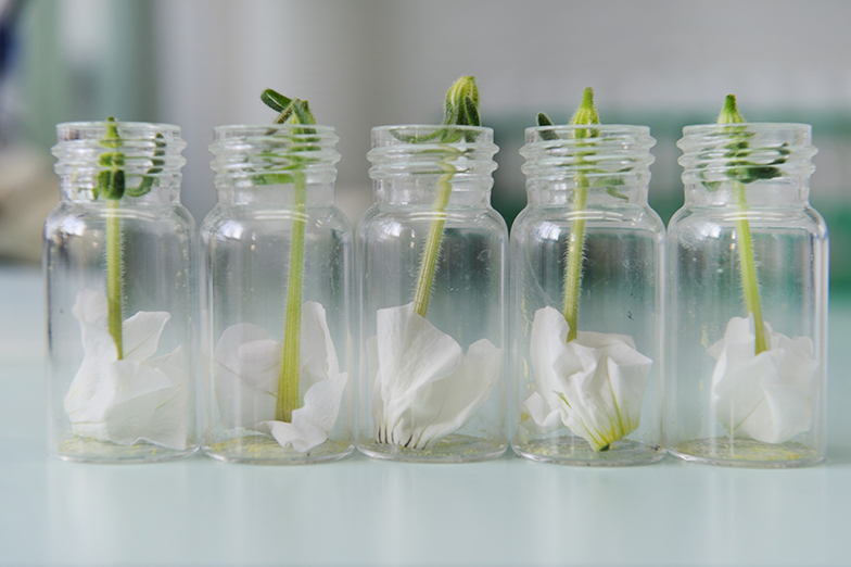 Forschung/Labor/Pflanzen/Setzlinge in Reagenzgläsern