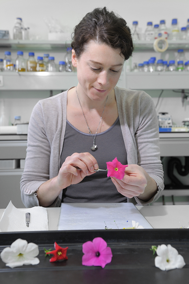 Forschung/Labor/Pflanze/Frau untersucht Blüte