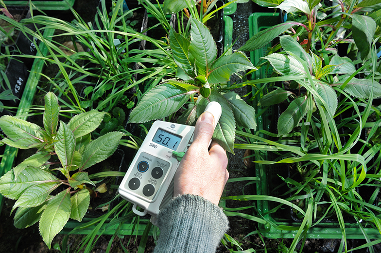 Forschung/Pflanze/Messgerät