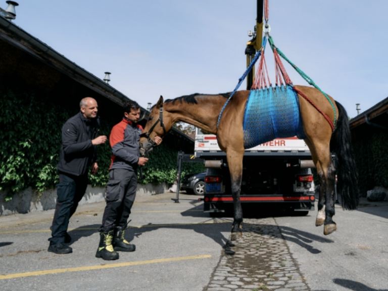 Horse rescued by the fire brigade using a lifting harness