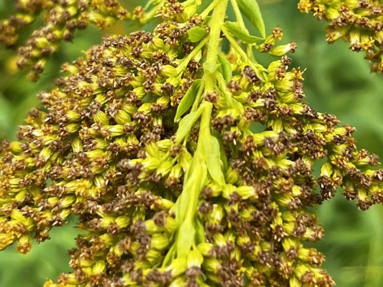 Solidago canadensis