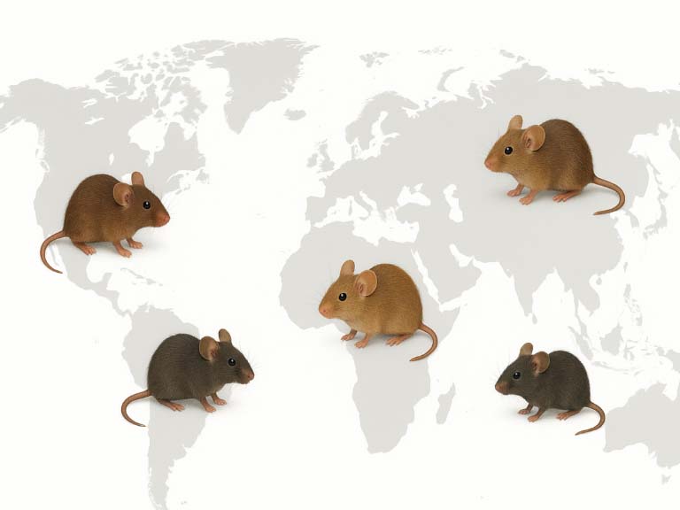 Mäuse schematisch auf Weltkarte