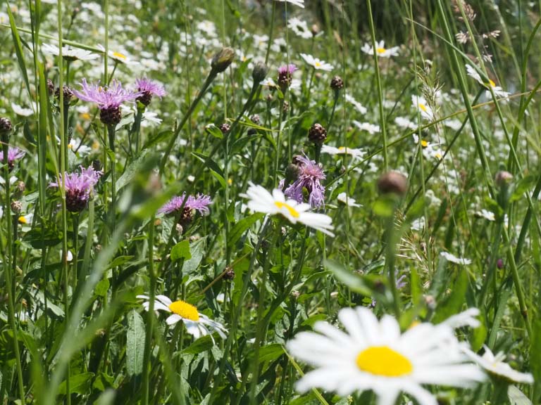 Wiese mit Wildblumen illusturiert Medienmitteilung zu Biodiversität der Universität Bern