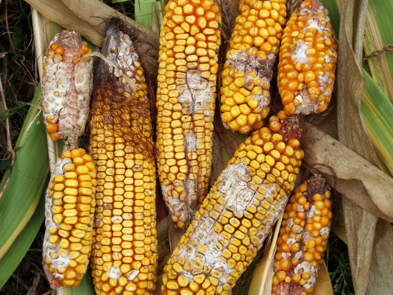 fungal toxin on corn