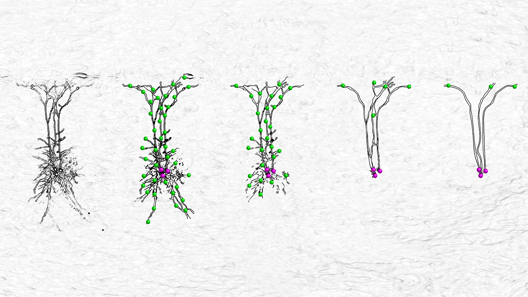 Von komplex zu abstrakt: die faszinierende baumähnliche Struktur von Dendriten kann in Modellen nun verschieden skaliert werden. © eLife