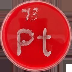 Eine Petrischale mit rotem Agar auf welcher ein Pilzstrang in der Form des Elementsymbols für Platin (Pt) wächst. © CO-ADD