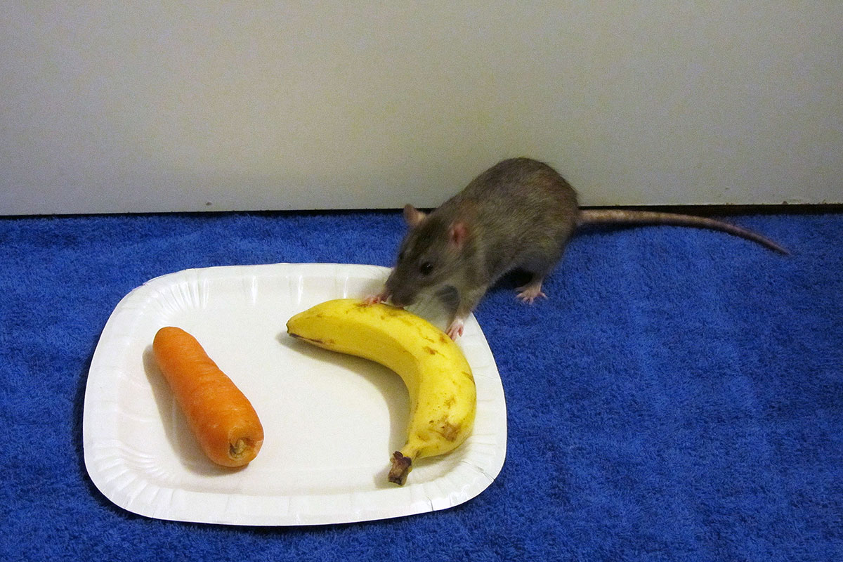 The picture shows one of the rats. Rats provided by a social partner with attractive food, such as a banana, return this favour more readily than if the previous reward was rather unappealing, such as a carrot. Credit: Vassilissa Dolivo