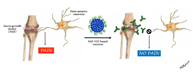 Figures illustrating the effect of the vaccine and the induced antibodies on NGF. Copyright: M. Mohsen, University of Bern