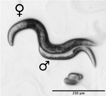 Two specimens of Mesorhabditis belari nematodes. © Marie DELATTRE/LBMC/CNRS Photo library