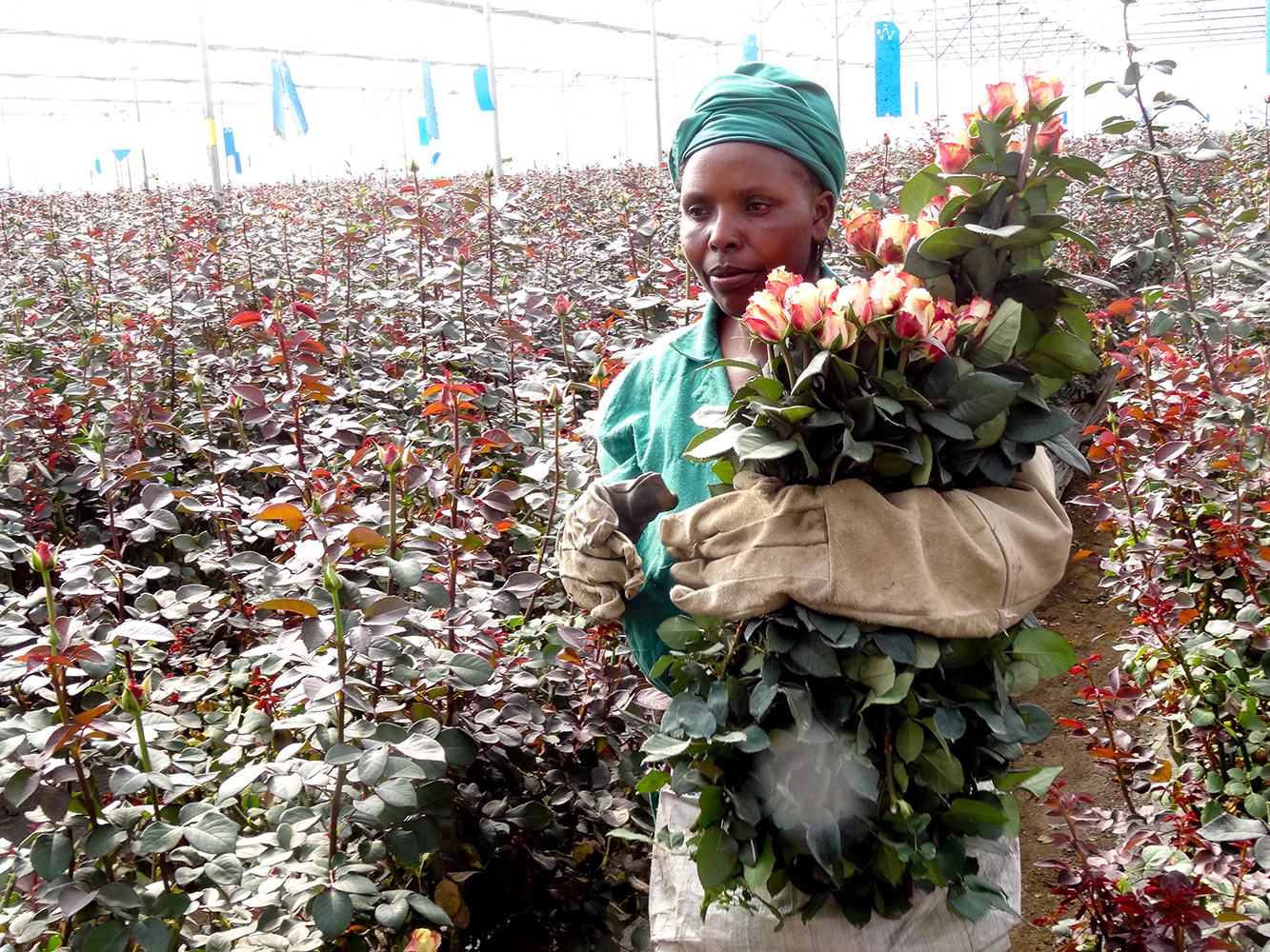 Rosenfarm in Kenia. Foto: Markus Giger, CDE