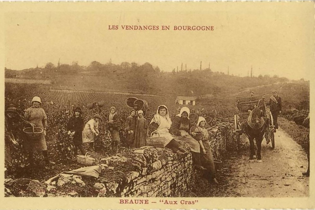 Postkarte «Weinlese in Beaune um 1900.»