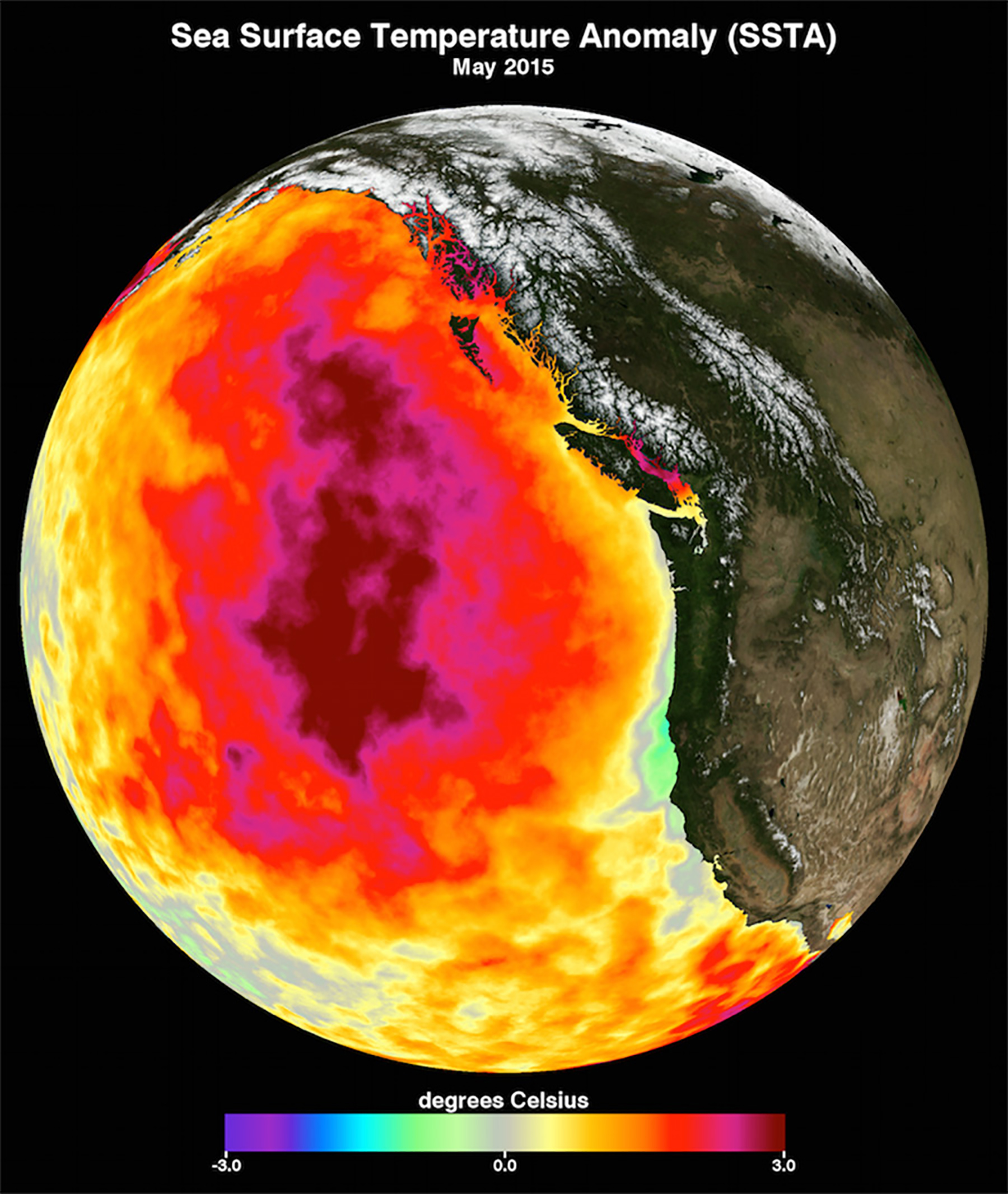 Diese Darstellung zeigt die monatliche Durchschnittstemperatur der Meeresoberfläche für Mai 2015. Zwischen 2013 und 2016 dominierte eine grosse Masse ungewöhnlich warmen Ozeanwassers - der so genannte Blob - den Nordpazifik, was hier durch rote, rosa und gelbe Farben angezeigt wird, die für Temperaturen stehen, die bis zu drei Grad Celsius über dem Durchschnitt liegen. Die Daten stammen von der NASA. © Courtesy NASA Physical Oceanography Distributed Active Archive Center